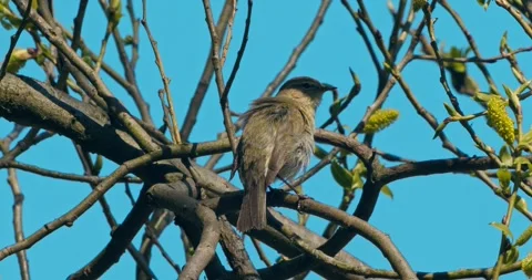 Common Chiffchaff, Phylloscopus collybita, in spring, in slow motion. Stock Footage 333077158