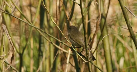 Common Chiffchaff, Phylloscopus collybita, in spring, in slow motion. Stock Footage 333077179