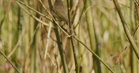 Common Chiffchaff, Phylloscopus collybita, in spring, in slow motion. Stock Footage 333077194