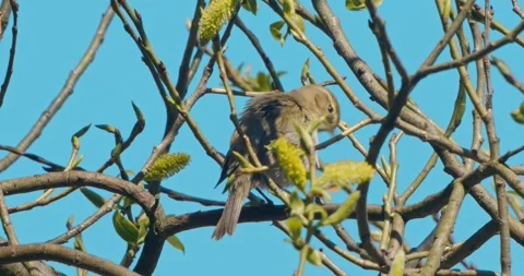 Common Chiffchaff, Phylloscopus collybita, in spring, in slow motion. Stock Footage 333077198