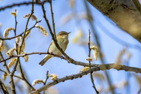 Common chiffchaff (Phylloscopus collybita) on a tree Stock Photos