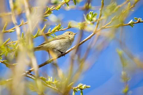 Common chiffchaff (Phylloscopus collybita) on a tree Stock Photos