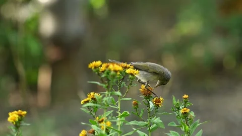 Common Chiffchaff Phylloscopus collybita, in the wild Stock-Footage 315188347