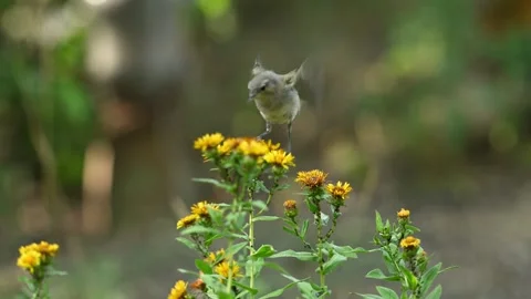 Common Chiffchaff Phylloscopus collybita, in the wild Stock Footage 321238069