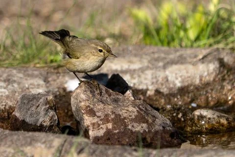 Common Chiffchaff on a Rock Stock Photos