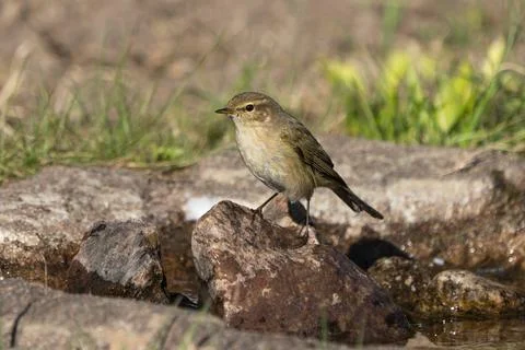 Common Chiffchaff on a Rock Stock Photos