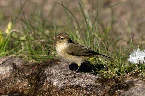 Common Chiffchaff on a Rock Stock Photos