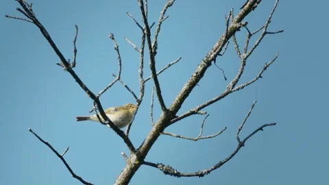 Common Chiffchaff Singing on a Tree in the Sunlight Vídeo Stock 316293783