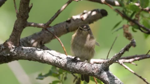 Common chiffchaff sitting on a tree branch in summer Video stock 316063374