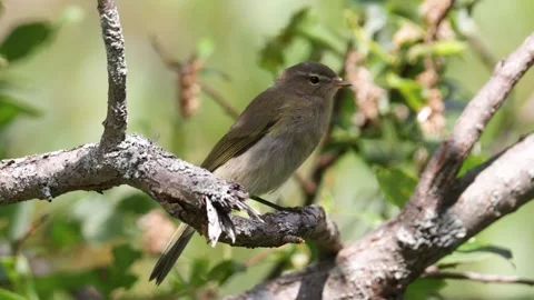 Common chiffchaff sitting on a tree branch in summer Stock-Footage 316063385