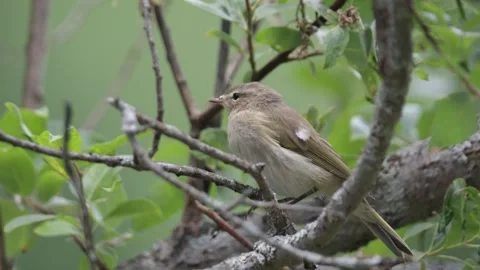 Common chiffchaff sitting on a tree branch in spring Stock Footage 316063414