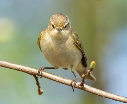 Common Chiffchaff Sitting On Tree Branch Stock Photos