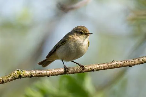 Common Chiffchaff Sitting On Tree Branch Stock Photos