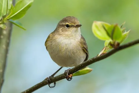 Common Chiffchaff Sitting On Tree Branch Stock Photos