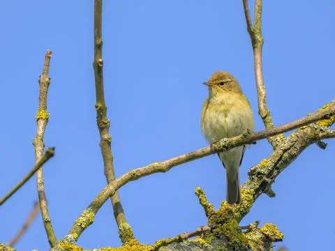 A Common Chiffchaff sitting in a tree Stock Photos