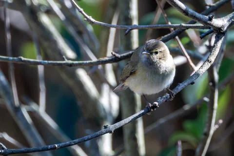 The Common Chiffchaff is a small warbler that feeds on insects and larvae. Ca Stock Photos