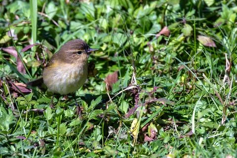 The Common Chiffchaff is a small warbler that feeds on insects and larvae. Ca Stock Photos