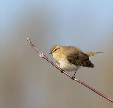 Common chiffchaff, spring, a bird sits on a branch on a blurry background Stock Photos