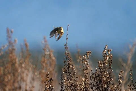 Common chiffchaff taking flight from a dry branch in the marsh Фото