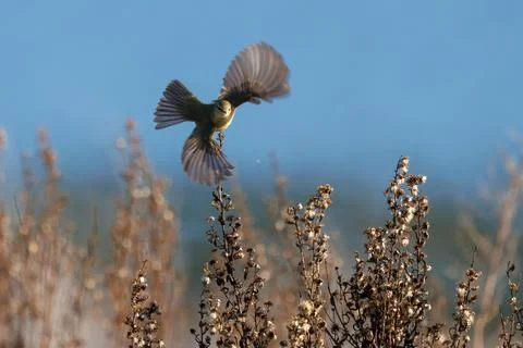Common chiffchaff taking flight in the vicinity of the marsh Stockfoto's