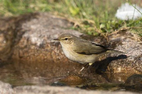 Common Chiffchaff by the Water Stock Photos