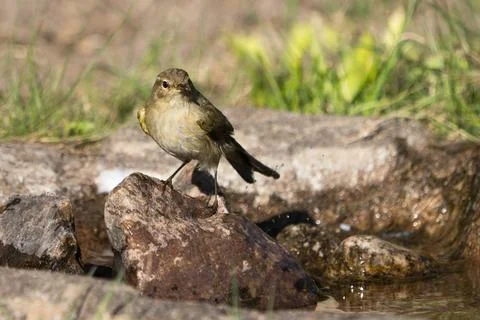 Common Chiffchaff by the Water Stock Photos