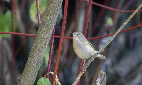 Common Chiffchaff(Phylloscopus collybita) among Red-barked dogwood branches i Stock Photos
