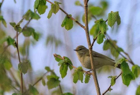 Common Chiffchaff(Phylloscopus collybita) looking back at camera sitting on h Stock Photos