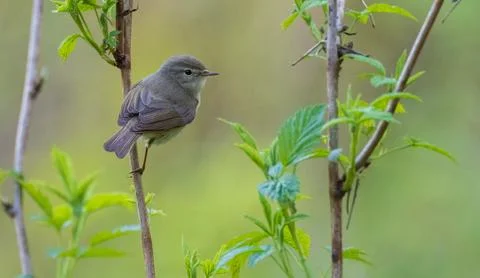 Common Chiffchaff(Phylloscopus collybita) looking back at camera sitting on r Foto stock