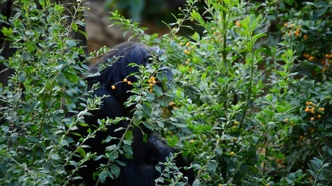 Common chimpanzee between leaves and vegetation - Pan troglodytes Stock Footage 82958124