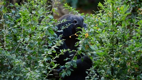 Common chimpanzee eating leaves between vegetation - Pan troglodytes Stock Footage 82957778