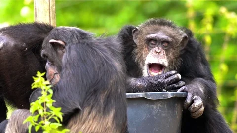 An Common chimpanzee Stock Footage 93819574