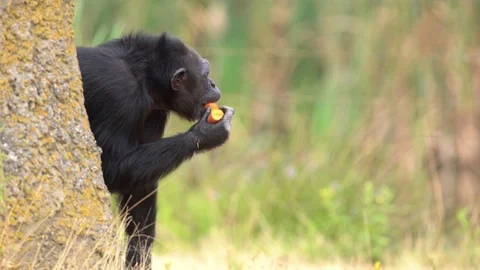 An Common chimpanzee Stock Footage 93819582