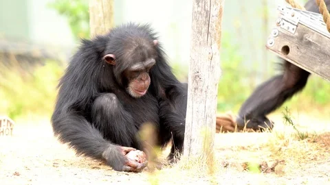 An Common chimpanzee Stock Footage 93819587