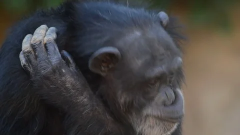 Common chimpanzee making  gestures with his mouth - Pan troglodytes Stock Footage 84679693