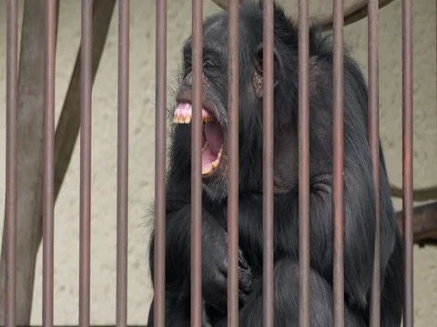 Common chimpanzee (Pan troglodytes) in captivity Video stock 84090215
