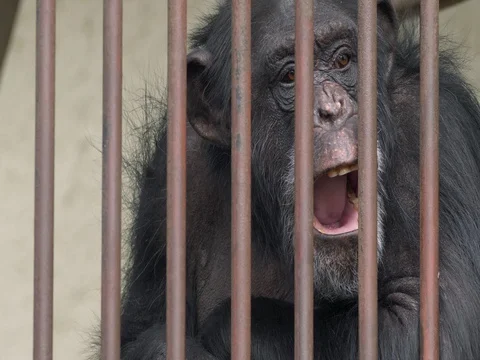 Common chimpanzee (Pan troglodytes) in captivity Vídeos de archivo 84090347