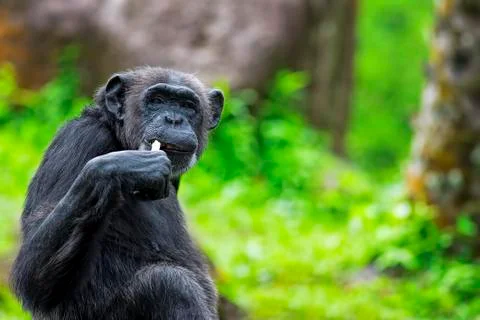 Common Chimpanzee Stock Photos