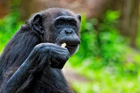 Common Chimpanzee Stock Photos