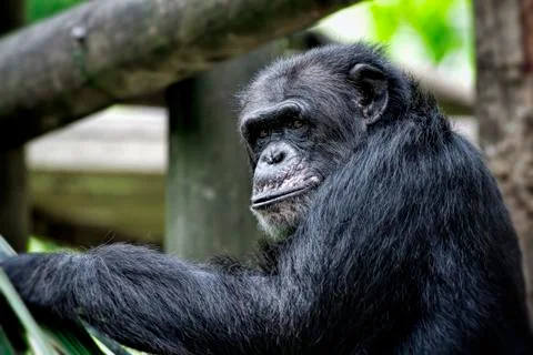 Common Chimpanzee Stock Photos