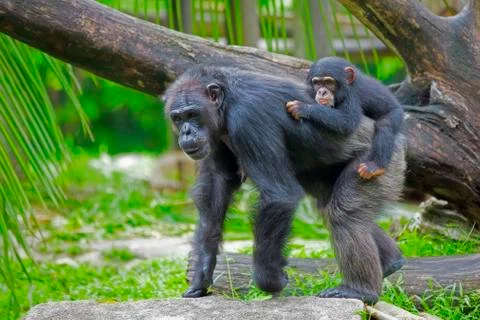 Common Chimpanzee Stock Photos