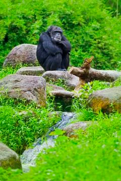 Common Chimpanzee Stock Photos