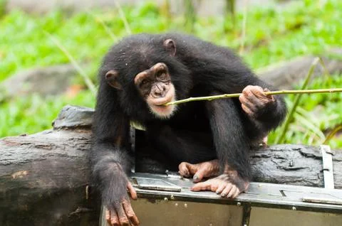 Common chimpanzee 写真素材