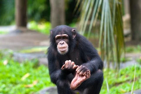 Common chimpanzee Stock Photos