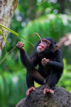 Common Chimpanzee Stock Photos