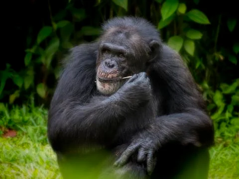 Common Chimpanzee Stock Photos
