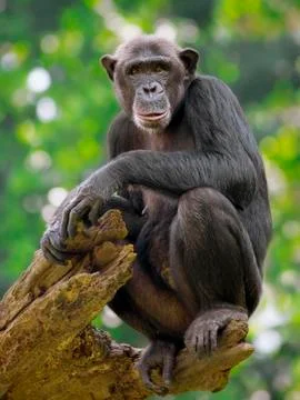 Common Chimpanzee Stock Photos