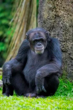 Common Chimpanzee Stock Photos