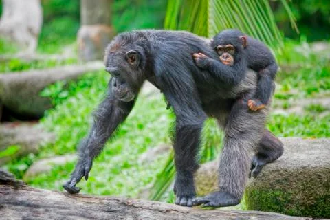 Common Chimpanzee Stock Photos