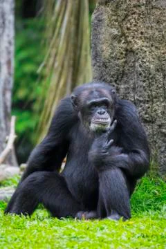 Common Chimpanzee Stock Photos